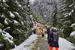 entlang dem engen Waldweg
