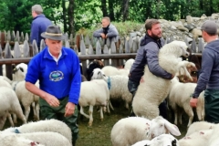 Vor dem Trennen muss das Schaf erst mal gefangen werden