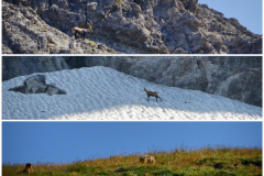 Tiersichtungen am Wegesrand an diesem Tag: Steinbock, Gems, Murmeltier