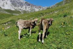 Zwei Kälber auf der Almwiese