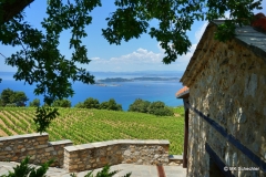 Weinberge rund um Kloster Metochi Chromitsa