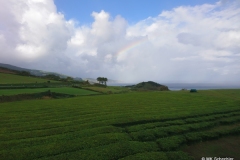 Ein Besuch bei der letzten und einzigen Teeplantage Europas auf der Azoreninsel São Miguel