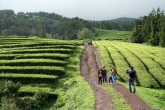 Impressionen beim Besuch auf der Teeplantage Chá Gorreana / Azoren