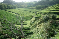 Impressionen beim Besuch auf der Teeplantage Chá Gorreana / Azoren