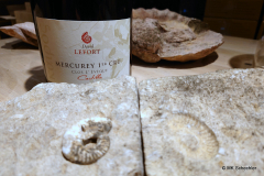 Der Logogebende Fund im Weingut