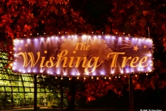 "Whishing Tree"