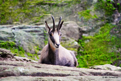 Einige Impressionen vom Alpinzoo