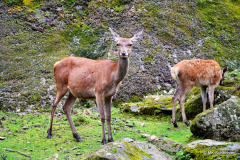 Einige Impressionen vom Alpinzoo