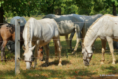 Lipizzaner auf der Koppel