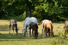 Die Jungtiere sind noch dunkel