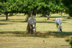 Lipizzaner auf der Koppel