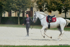 Pferde-Training