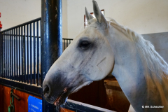 Einer von etwa 350 Lipizzaner im Gestüt