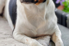 Immer dabei: Mads unser Dänisch-Schwedischer Gardhund