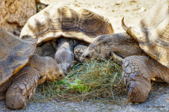 La Vallée des Tortues