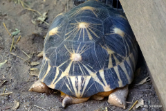 Strahlenschildkröte