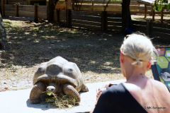 Bei den Riesenschildkröten: Pat oder Boufi?