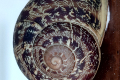 Kleinod
