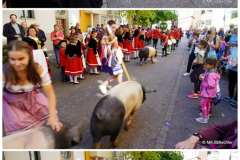 Schweinetrieb und Erntewagen, Bäuerliche Erzeugergemeinschaft Schwäbisch Hall