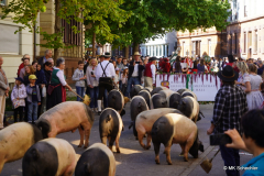 Schweinetrieb und Erntewagen, Bäuerliche Erzeugergemeinschaft Schwäbisch Hall