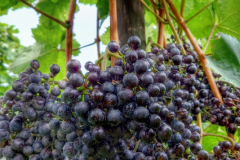 Zürcher Weinland: Weinsorte Cabernet-Dorsa