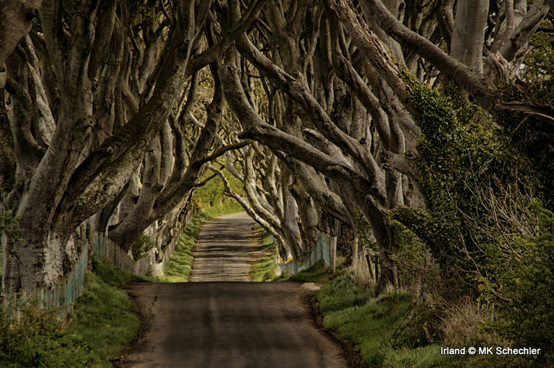 Irland! 2013, The Dark Hedges